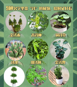 小众送妈妈的花有哪些花