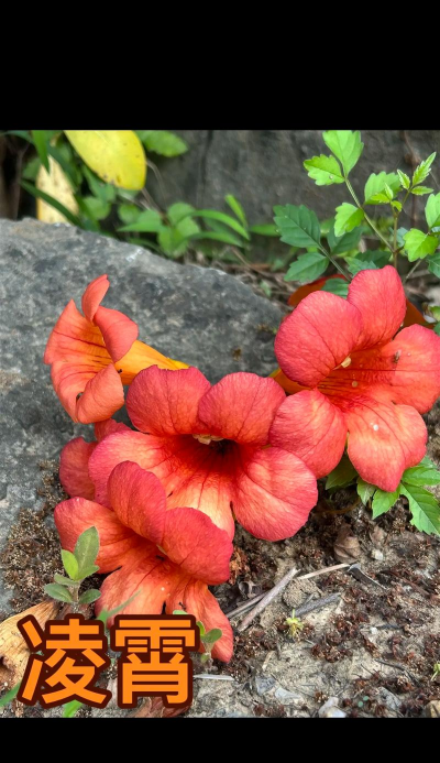 小众送妈妈的花有哪些花