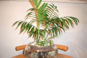 小众送妈妈的花有哪些花