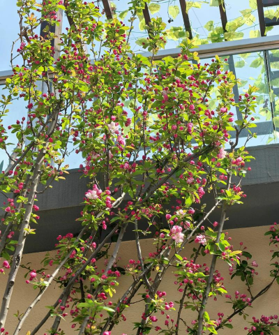 小众送妈妈的花有哪些花