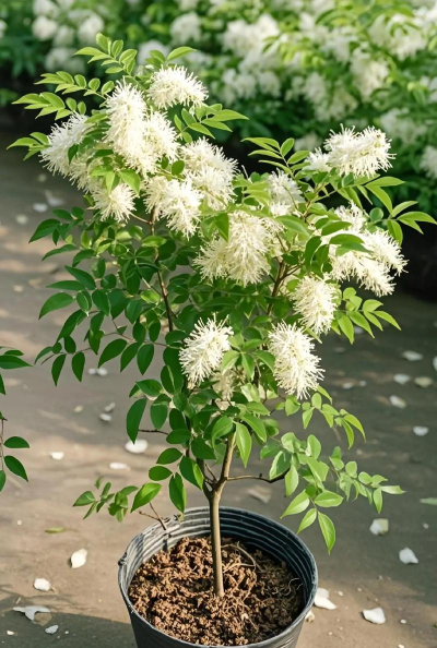 小众送妈妈的花有哪些花