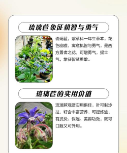 小众送妈妈的花有哪些花