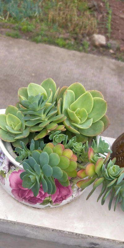 小众送妈妈的花有哪些花