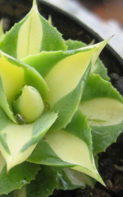 小众送妈妈的花有哪些花