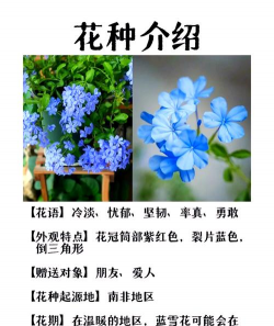 小众送妈妈的花有哪些花