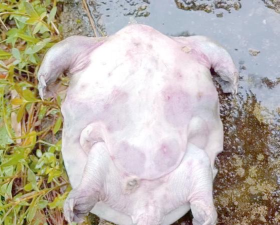 小众送妈妈的花有哪些花