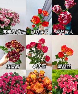 小众送妈妈的花有哪些花