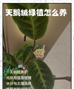 天鹅绒花怎么养