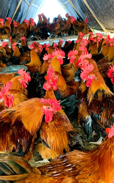 小众送妈妈的花有哪些花