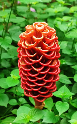 小众送妈妈的花有哪些花