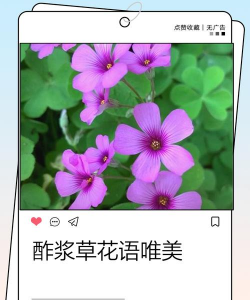 小众送妈妈的花有哪些花