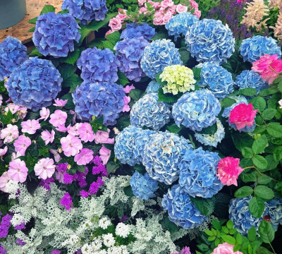 小众送妈妈的花有哪些花