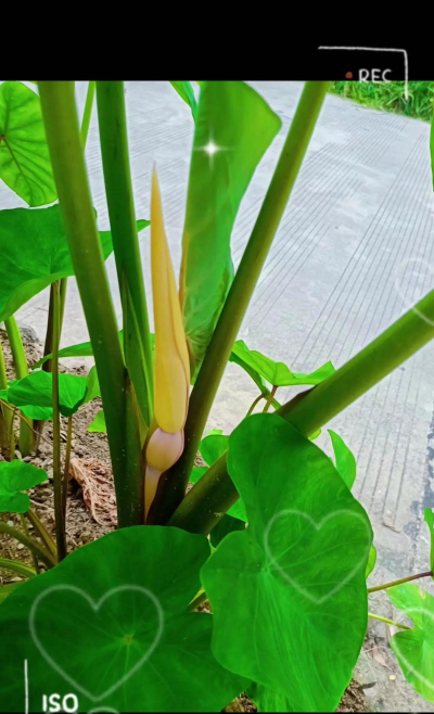 小众送妈妈的花有哪些花