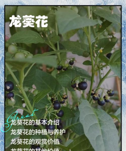 小众送妈妈的花有哪些花