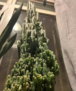 小众送妈妈的花有哪些花