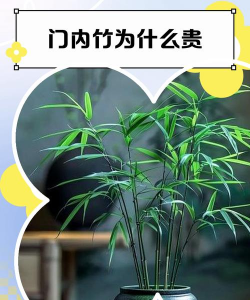 内门竹为什么这么贵