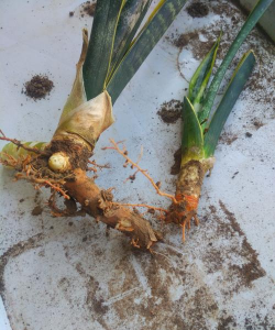 小众送妈妈的花有哪些花