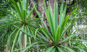 小众送妈妈的花有哪些花