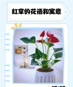 小众送妈妈的花有哪些花