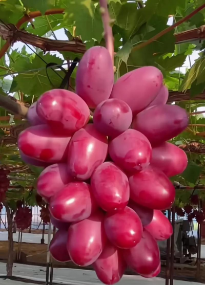 小众送妈妈的花有哪些花