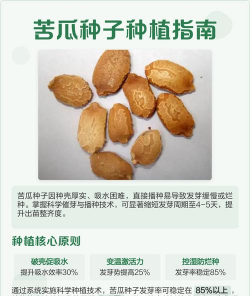 苦瓜用种子怎么种