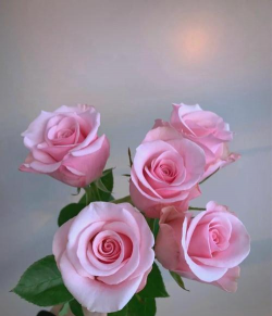 小众送妈妈的花有哪些花