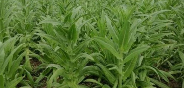 小众送妈妈的花有哪些花