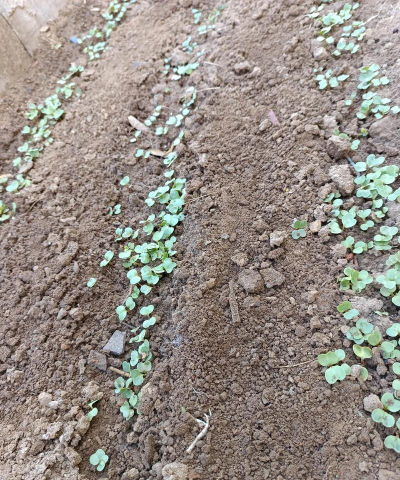 小众送妈妈的花有哪些花