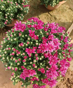 盆栽千头菊可以活几年