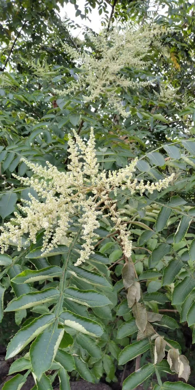 小众送妈妈的花有哪些花