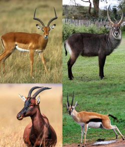 小众送妈妈的花有哪些花