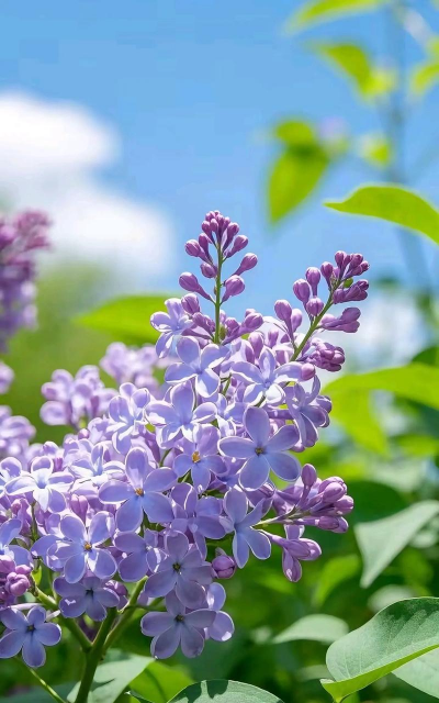 小众送妈妈的花有哪些花