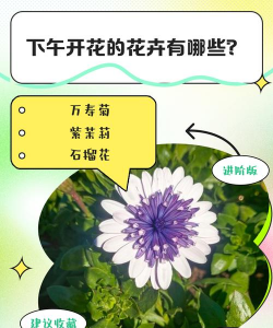 小众送妈妈的花有哪些花