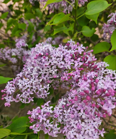 小众送妈妈的花有哪些花