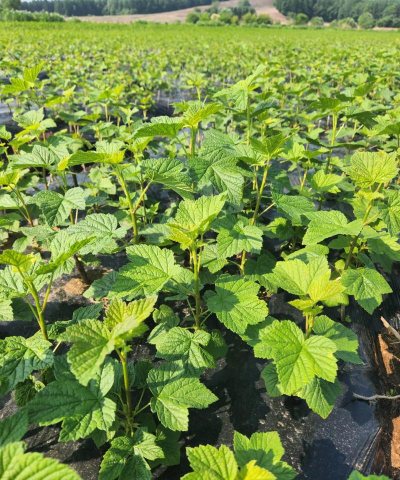 黑加仑树适合在哪里种植