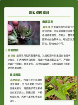 小众送妈妈的花有哪些花