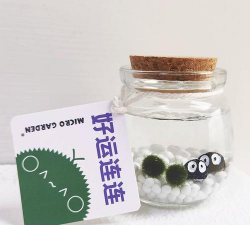 小众送妈妈的花有哪些花