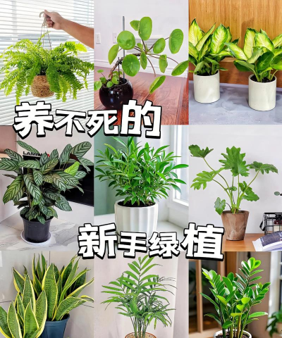 小众送妈妈的花有哪些花