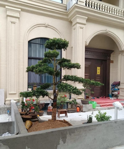 小众送妈妈的花有哪些花