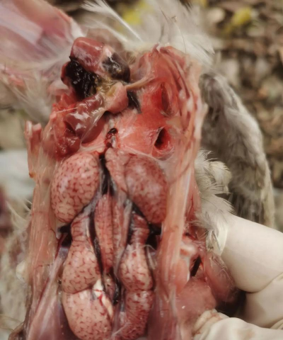 小众送妈妈的花有哪些花