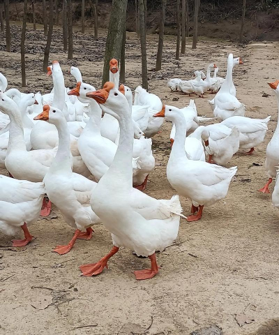 小众送妈妈的花有哪些花