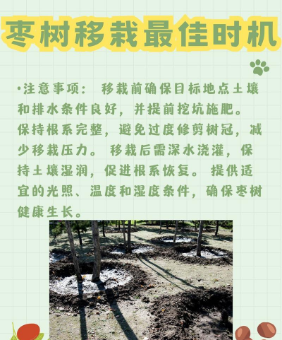 枣树秋天可以移栽吗