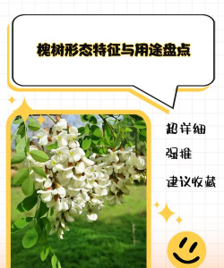 国槐的特点