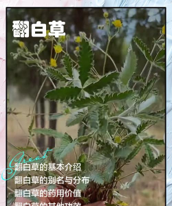 翻白草属于菊科吗