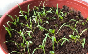 小众送妈妈的花有哪些花