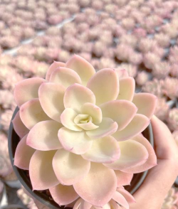 小众送妈妈的花有哪些花