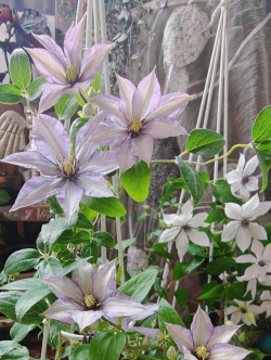 小众送妈妈的花有哪些花