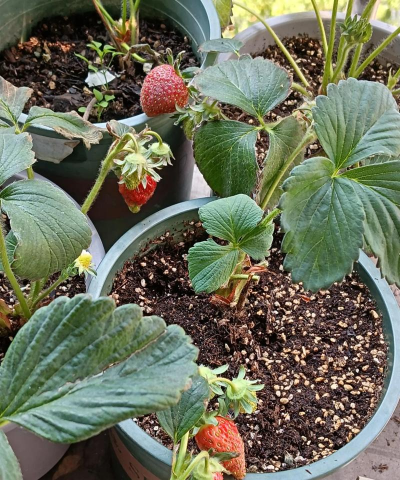 小众送妈妈的花有哪些花