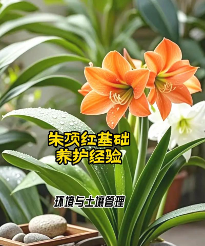 小众送妈妈的花有哪些花