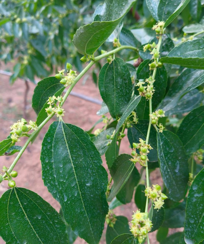 冬枣开花时需打什么药才坐果